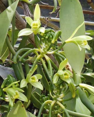 Vanilla fragrans