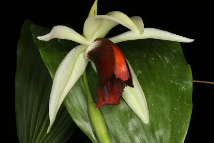 Coelogyne usitana