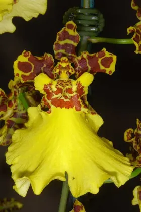 Oncidium Jiuhbao Gold 'Tainan'