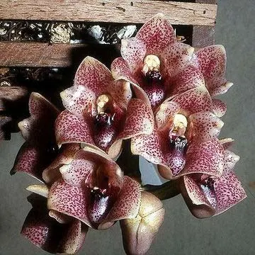 Lycomormium squalidum