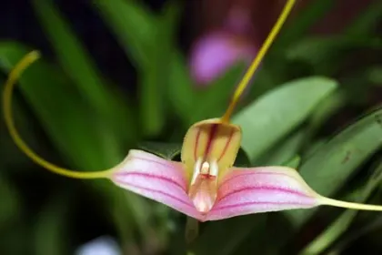Masdevallia elegans x xanthina