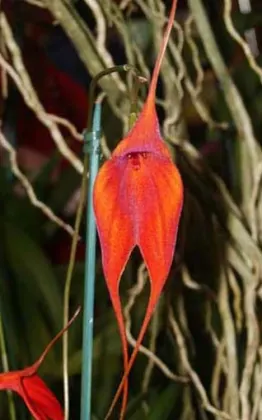 Masdevallia veitchiana x ayabacana