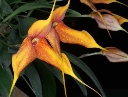 Masdevallia veitchiana x decumana