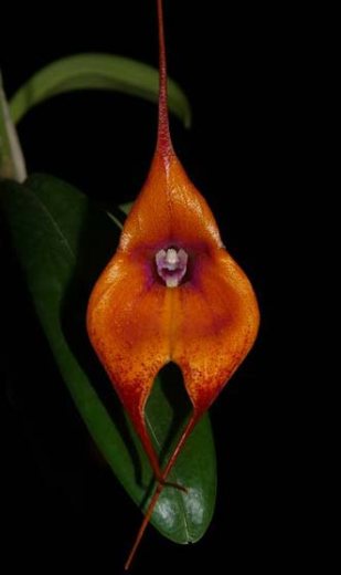 Masdevallia veitchiana x Dracula barrowii