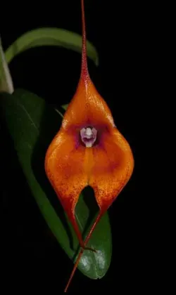 Masdevallia veitchiana x Dracula barrowii