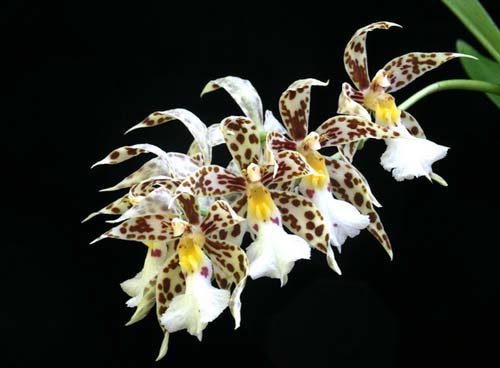 Odontoglossum blandum