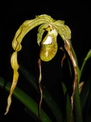 Phragmipedium caudatum 'Fortuna'