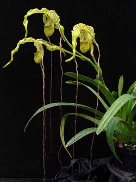 Phragmipedium caudatum var. sanderianum