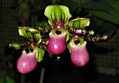 Paphiopedilum chamberlainianum