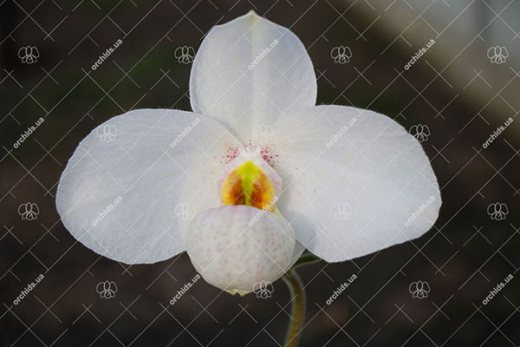 Paphiopedilum Joyce Hasegawa (delenatii x emersonii)