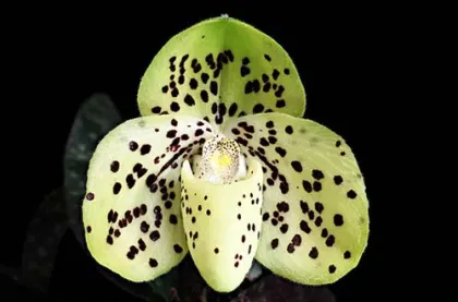 Paphiopedilum wenshanense