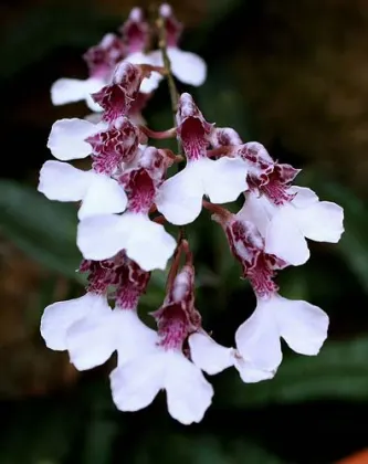 Rodriguezia decora
