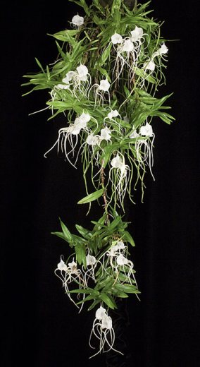 Angraecum germinyanum
