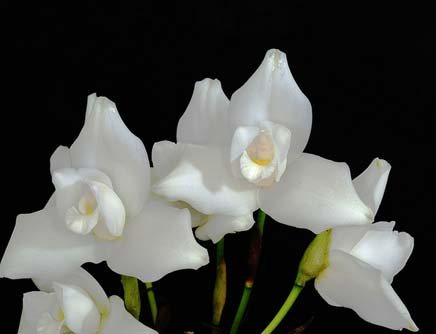 Lycaste skinneri alba