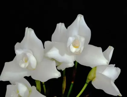 Lycaste skinneri alba