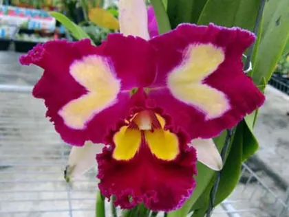 Brassolaeliocattleya Chinese Beauty 'Fire Phoenix'