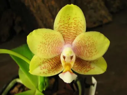 Doritaenopsis Sogo Sweet 'Sogo' x Phalaenopsis Joy Spring Canary 'Japan Peach'