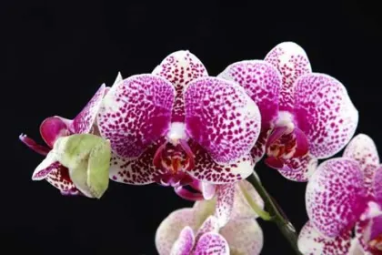 Doritaenopsis I-Hsin Sun Beauty