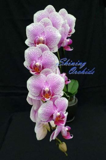Doritaenopsis Shining Leopard