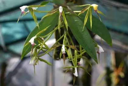 Coilostylis lacertina