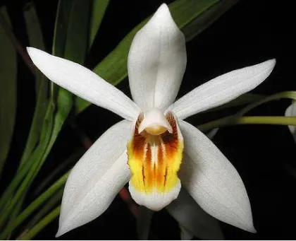 Coelogyne flaccida