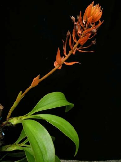 Eria ornata