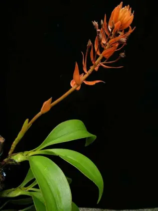 Eria ornata