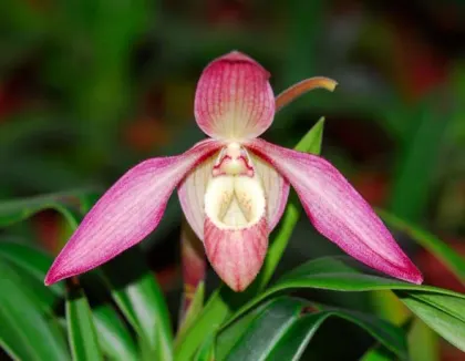 Phragmipedium Petit Anquette (pearcei x dalessandroi)