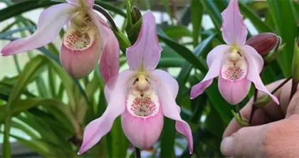 Phragmipedium Carol Kanzer (Phragmipedium pearcei x schlimii)