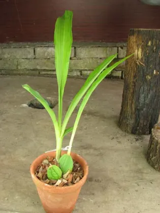 Lycaste skinneri alba x Lycaste Chita Sunset
