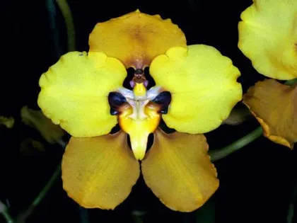 Cyrtochilum macranthum