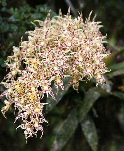Odontoglossum gloriosum