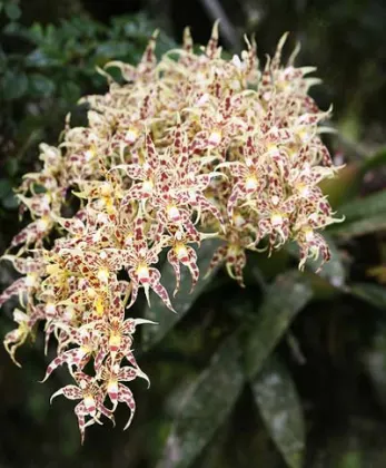 Odontoglossum gloriosum