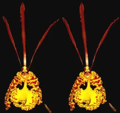 Oncidium sanderae