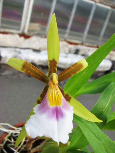 Aspasia silvana