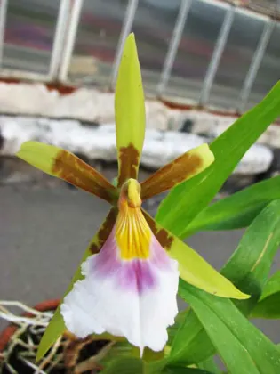 Aspasia silvana
