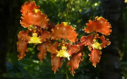 Cyrtochilum serratum