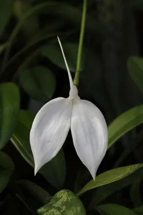 Masdevallia coccinea alba