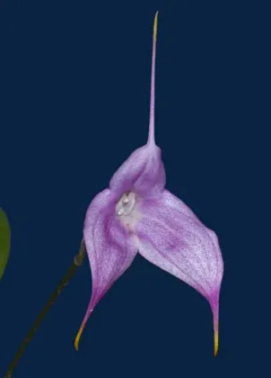 Dracula gigas x Masdevallia veitchiana