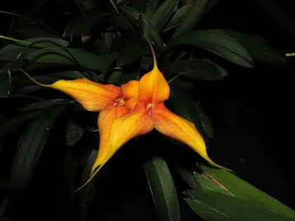 Masdevallia veitchiana x Masdevallia Cooper Angel