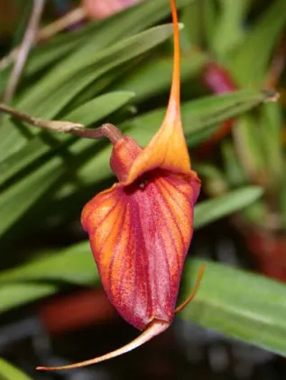 Masdevallia Prince Charming