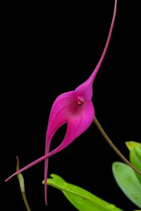 Masdevallia Macchu Picchu