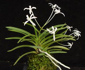 Neofinetia falcata 'Hoshi Guruma'