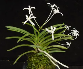 Neofinetia falcata 'Hoshi Guruma'
