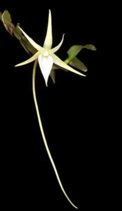 Angraecum ankeranense