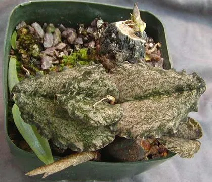 Oeceoclades gracillima