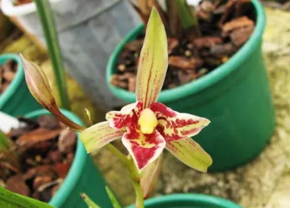 Cymbidium sinense 'Formosa Fairy'