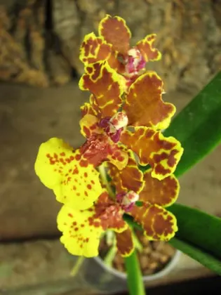 Psychocentrum Rio's Mariposita 'ORCHIS'