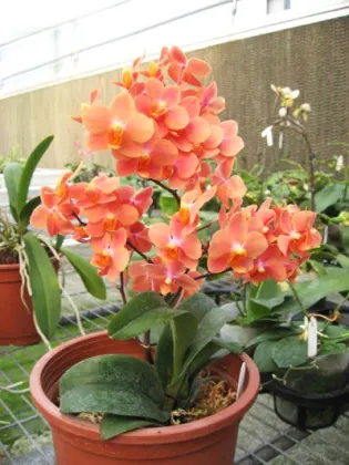 Asconopsis Jiaho's Orange 'Little Sweet Orange'