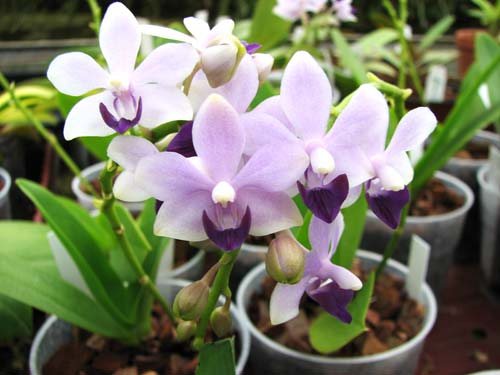 Doritaenopsis Kenneth Schubert x Doritaenopsis Purple Martin x Doritis pulcherrima 'Blue'